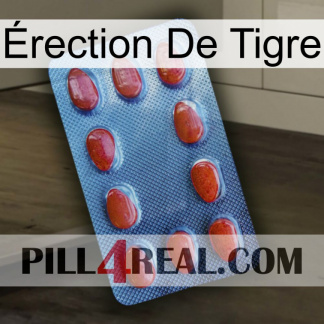 Érection De Tigre 06